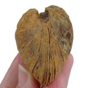 Cucullaea (Idonearca) gabrielis