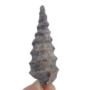 Cimolithium vilanovae VENDIDO