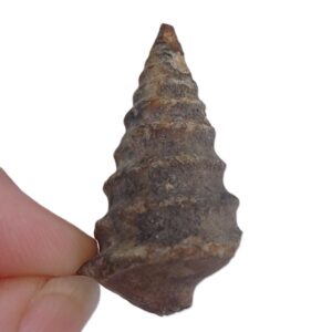 Cimolithium vilanovae