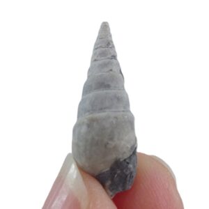 Cerithium gassendi VENDIDO