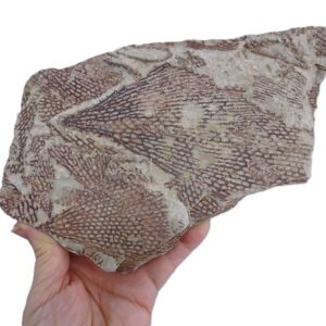 Sagenograptus murrayi 