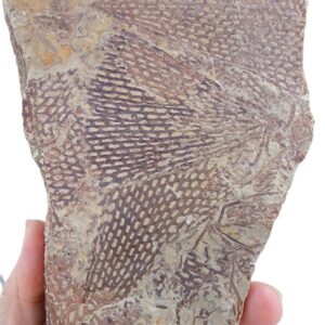 Sagenograptus murrayi 