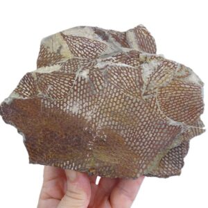 Sagenograptus murrayi 