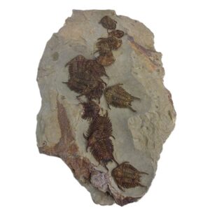 Foulonia sp. VENDIDO