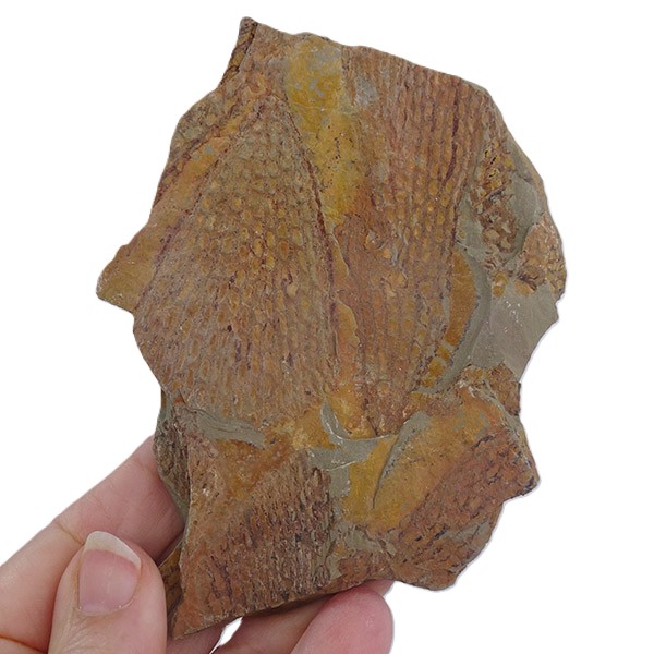 Sagenograptus murrayi