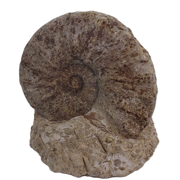 Gauthiericeras sp. - Imagen 2