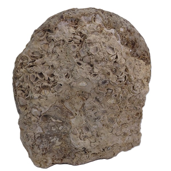 Gauthiericeras sp. - Imagen 3