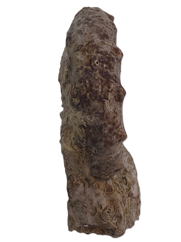 Gauthiericeras sp. - Imagen 4