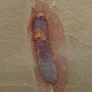 Calvapilosa kroegeri