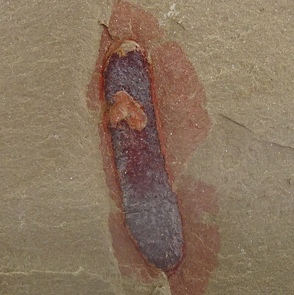 Calvapilosa kroegeri