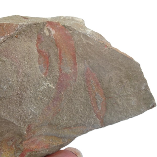 Leptomitidae - Imagen 2