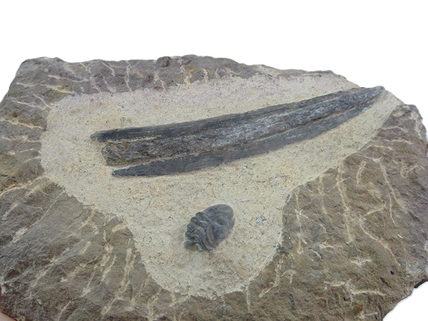 Machaeracanthus sp. - Imagen 2