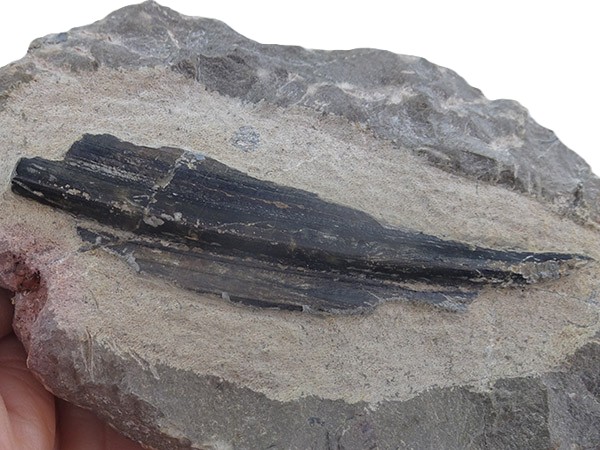 Machaeracanthus sp. VENDIDO