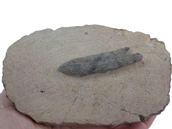 Machaeracanthus sp. - Imagen 2