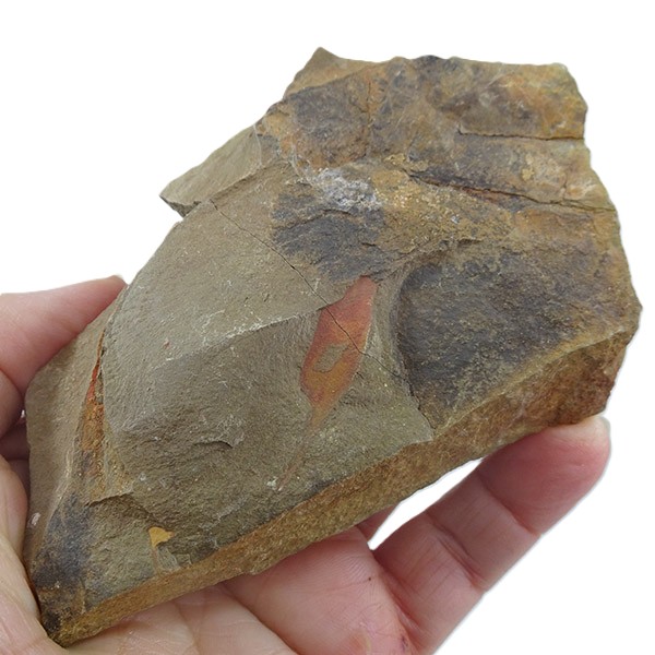 Leptomitidae - Imagen 2