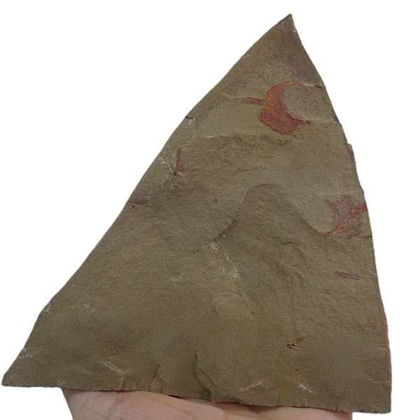 Thoralicystis sp. - Imagen 2