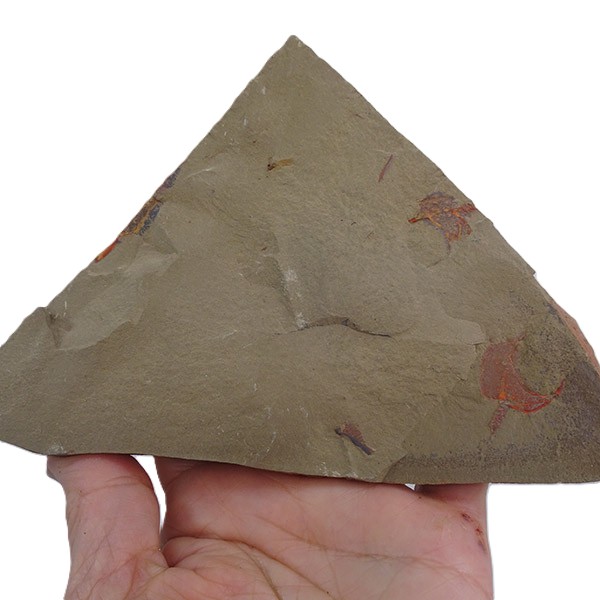 Thoralicystis sp. - Imagen 2