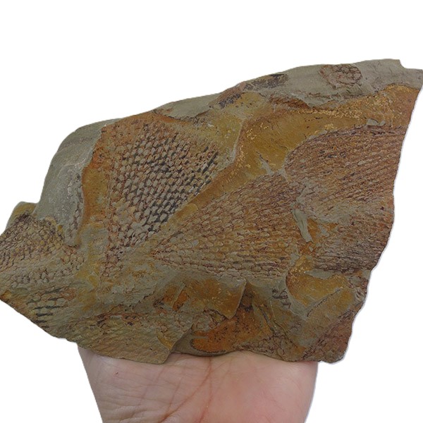 Sagenograptus murrayi