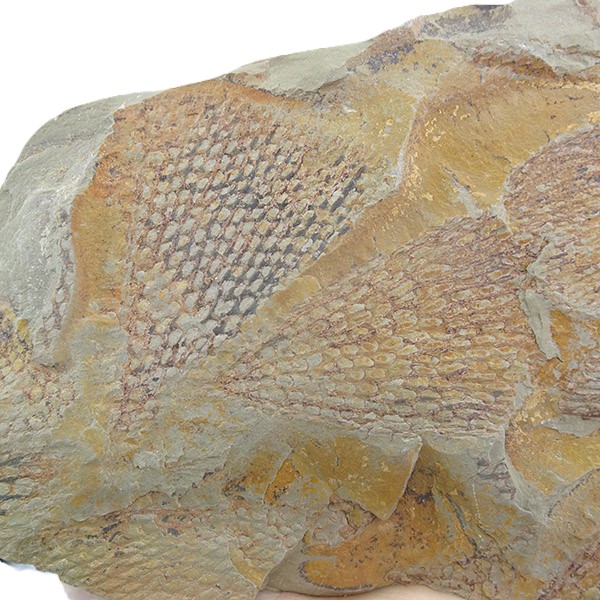 Sagenograptus murrayi - Imagen 2