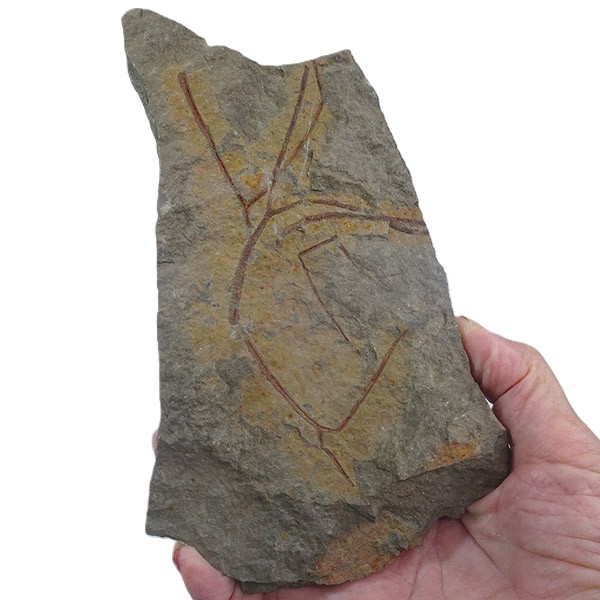 Clonograptus multiplex