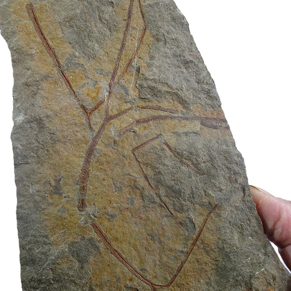 Clonograptus multiplex - Imagen 2