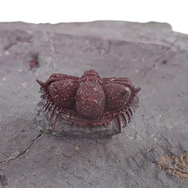 Cyphaspides aff. ammari - Imagen 2