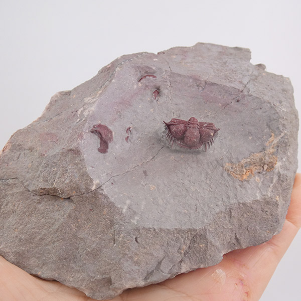 Cyphaspides aff. ammari - Imagen 3