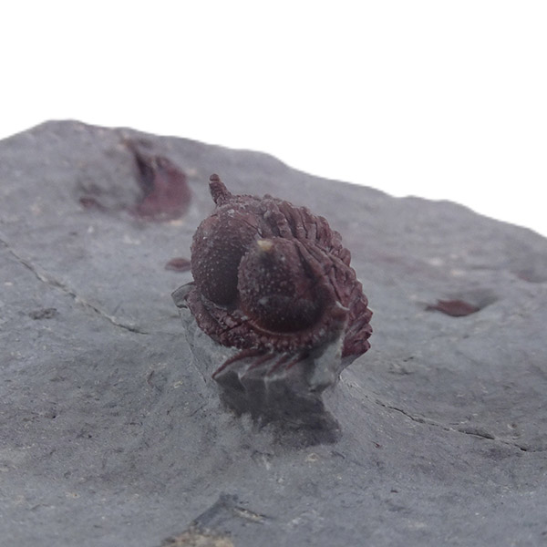 Cyphaspides aff. ammari - Imagen 4