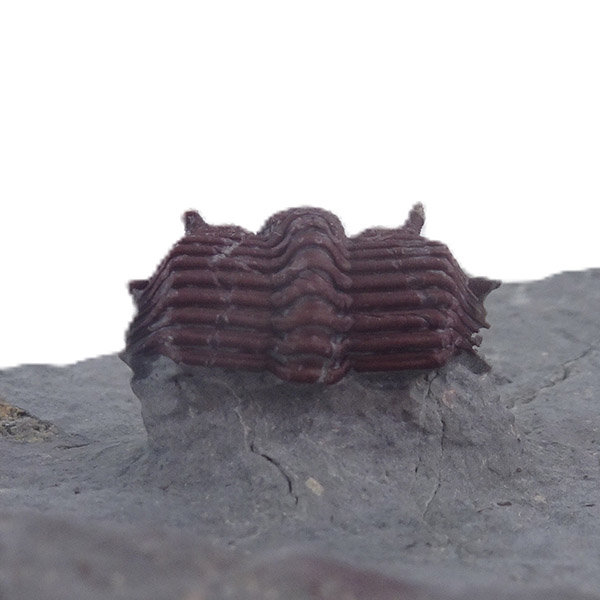 Cyphaspides aff. ammari - Imagen 5