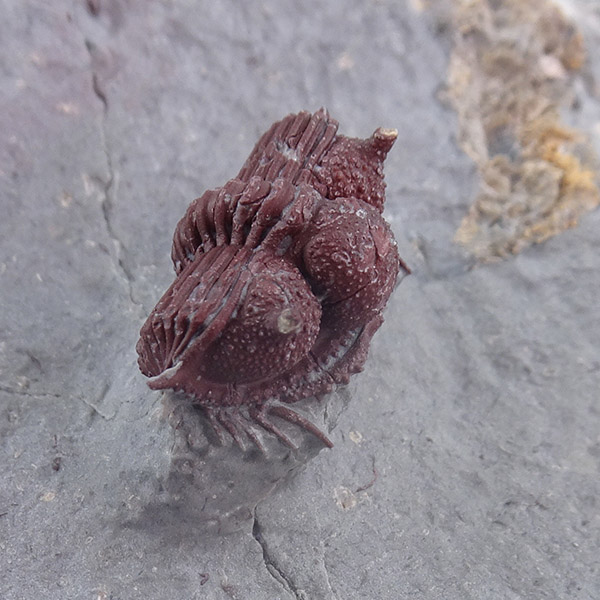 Cyphaspides aff. ammari