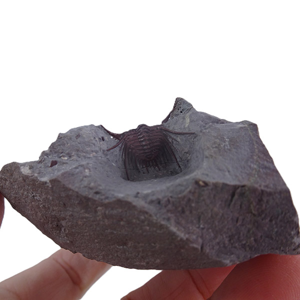 Kettneraspis freitagi VENDIDO - Imagen 2