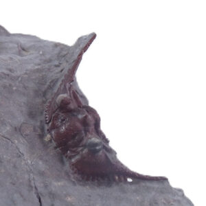 Kettneraspis freitagi