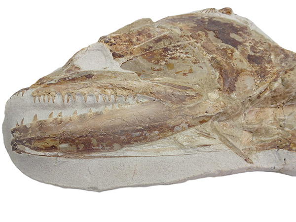 Goulmimichthys arambourgi - Imagen 10