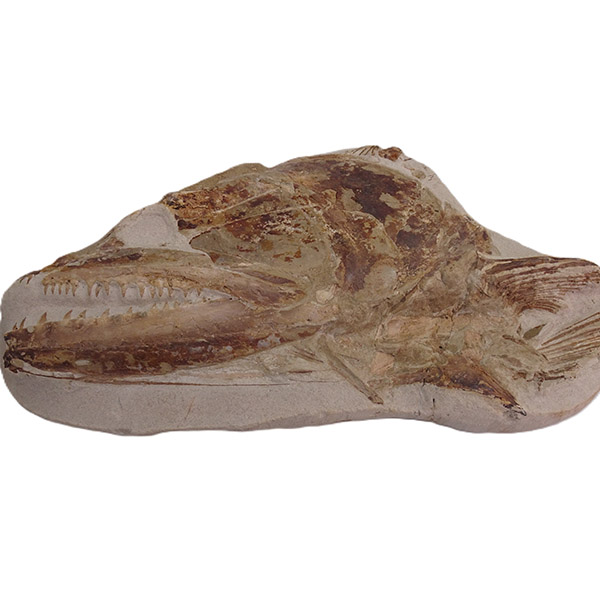 Goulmimichthys arambourgi - Imagen 9