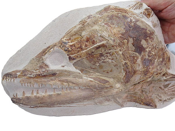 Goulmimichthys arambourgi - Imagen 8