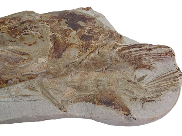 Goulmimichthys arambourgi - Imagen 7