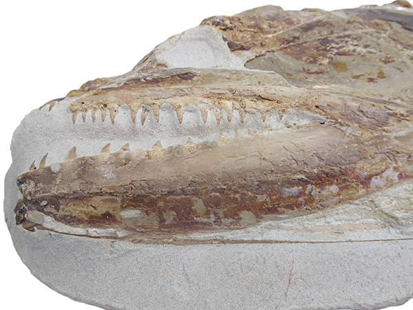 Goulmimichthys arambourgi - Imagen 6