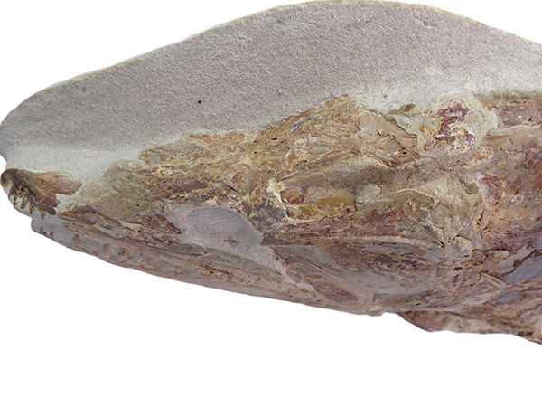 Goulmimichthys arambourgi - Imagen 5