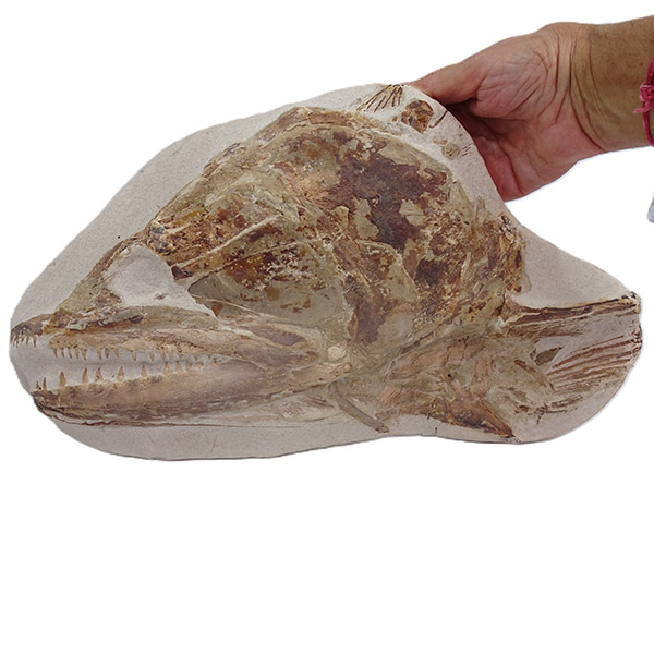 Goulmimichthys arambourgi - Imagen 4