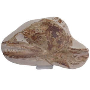 Goulmimichthys arambourgi