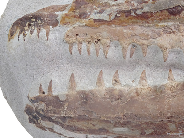 Goulmimichthys arambourgi - Imagen 3