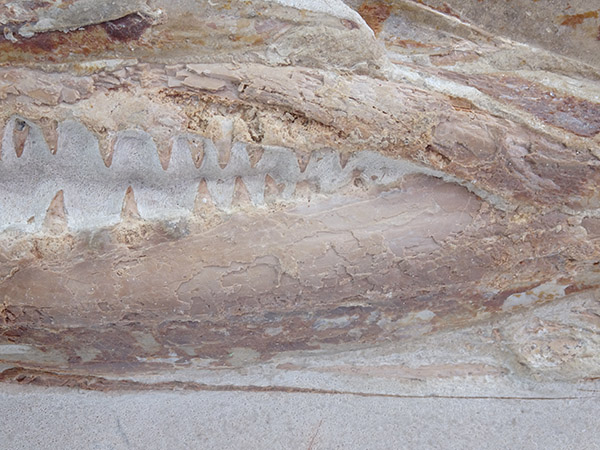 Goulmimichthys arambourgi - Imagen 2