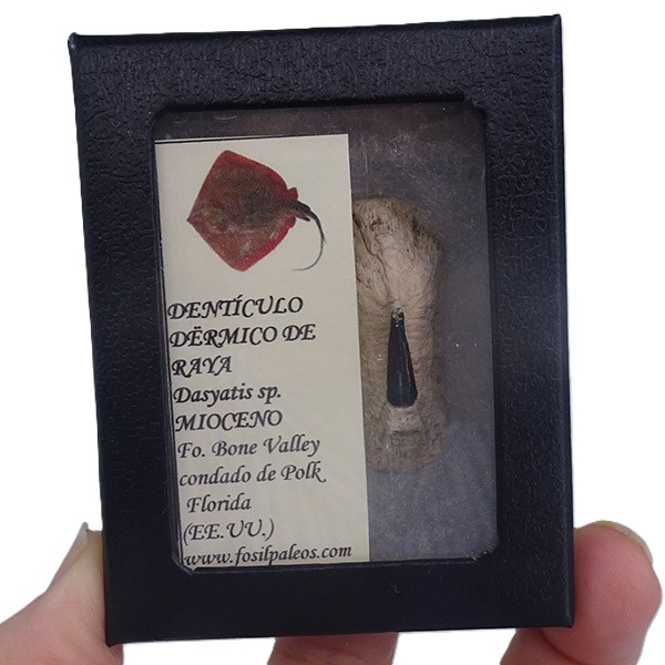 Dasyatis sp. VENDIDO - Imagen 2