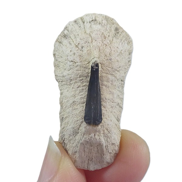 Dasyatis sp. VENDIDO