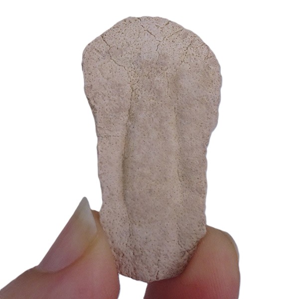 Dasyatis sp. VENDIDO - Imagen 3