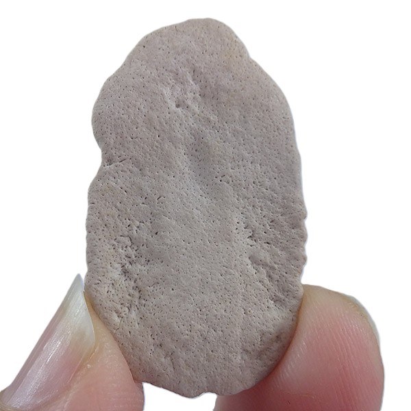 Dasyatis sp. - Imagen 2