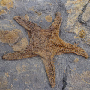 Asteroidea y Ophiuroidea Protasteridae