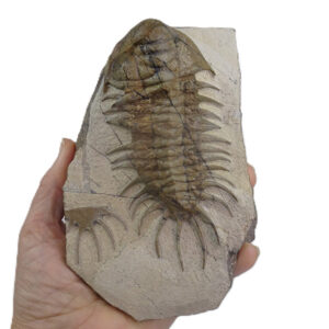 Crotalocephalus africanus