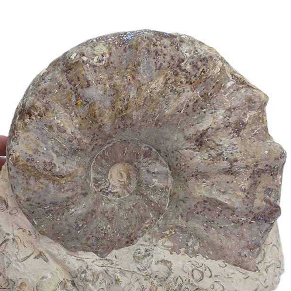 Gauthiericeras sp. - Imagen 2