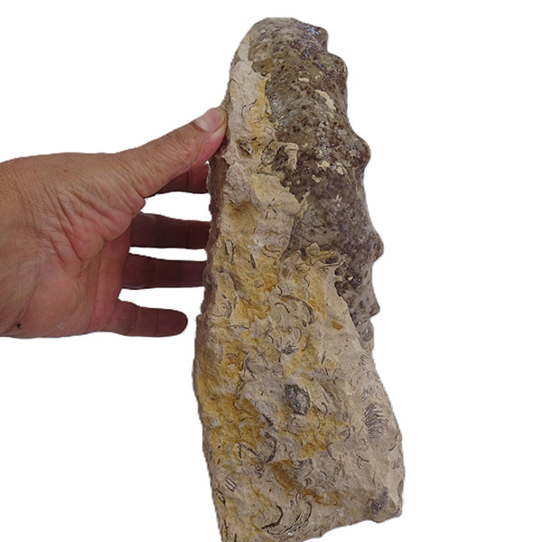 Gauthiericeras sp. - Imagen 3